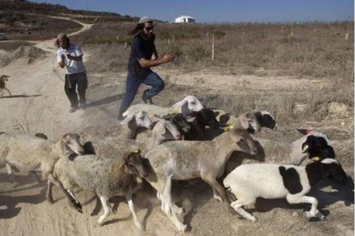 إصابة 3 مواطنين في اعتداءات للمستوطنين شمال غرب أريحا