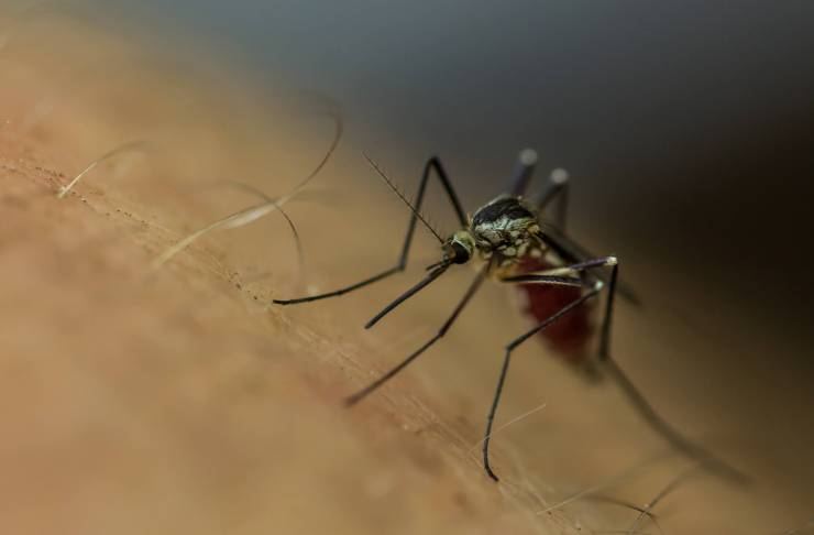 هذه الأسباب تجذب البعوض لجسمك.. فانتبه