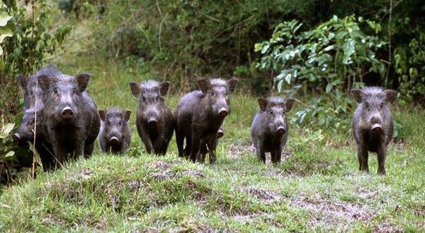 في سابقة خطيرة: الاحتلال يفرغ شاحنة خنازير في إسكان اكتابا المحاذي لمخيم نور شمس بطولكرم