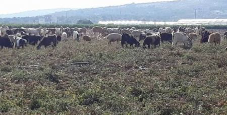 مزارعو جنين يحتجون ويطعمون البندورة للماشية بسبب انخفاض أسعارها