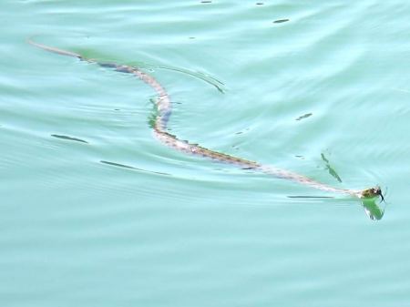 أعداد من ثعبان الماء (Natrix Tessellate) في برك سليمان