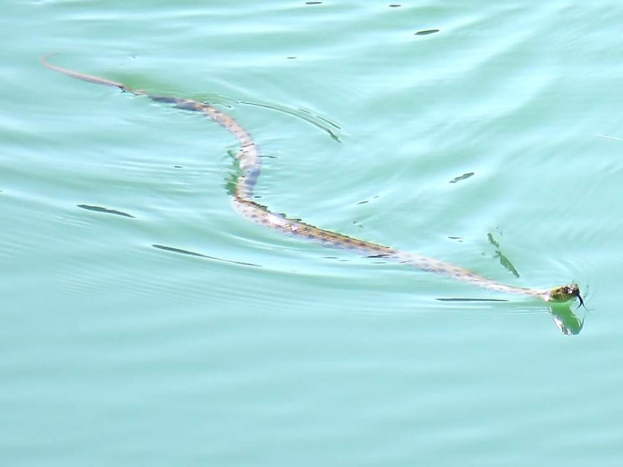 أعداد من ثعبان الماء (Natrix Tessellate) في برك سليمان