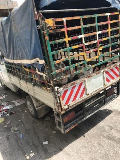 اتلاف 500 كغم دجاج غير صالح للاستهلاك الادمي