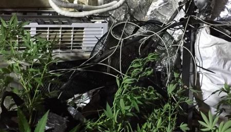 ضبط 391 شتلة مخدرة و 1750 لتر سولار بطوباس