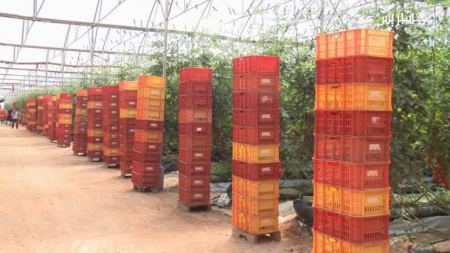 إعتماد 63 مواصفة جديدة في المجال الزراعي