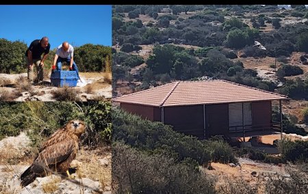 في مشهد يعيد الأمل للطبيعة... إعادة إطلاق حوام طويل الساق في محمية المرج"