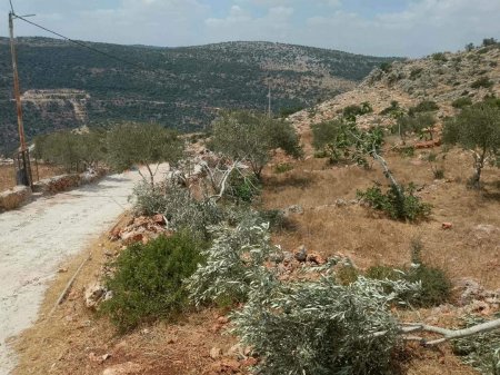 سلفيت: مستعمرون يكسرون أشجار زيتون غرب كفر الديك