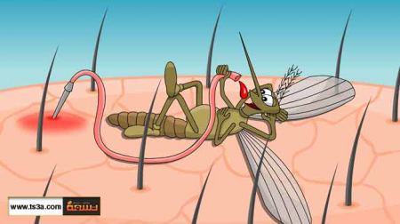 وداعاً للسعات البعوض المزعجه