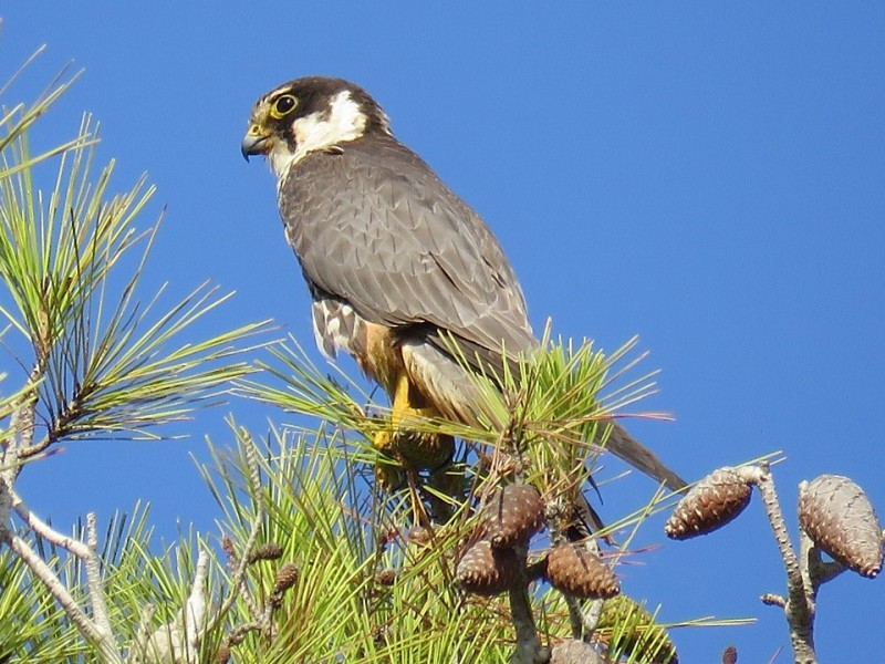 جنين - الشويهن يتكاثر في احراج عز الدين 