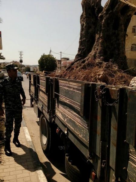 الضابطة الجمركية تحبط بيع زيتونة رومية في جنين