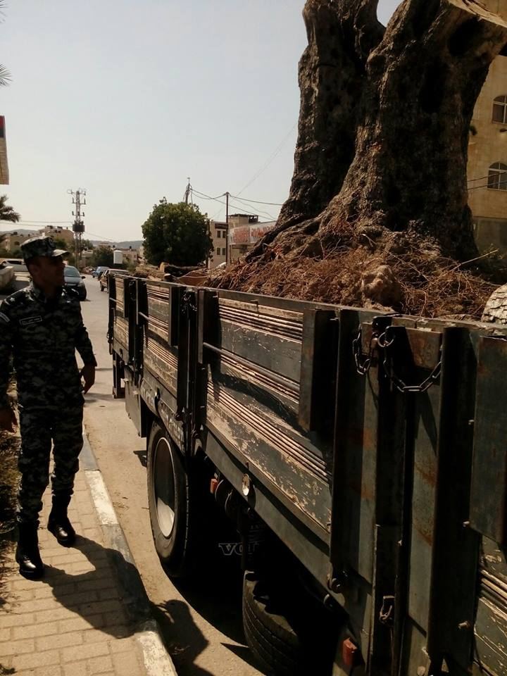 الضابطة الجمركية تحبط بيع زيتونة رومية في جنين