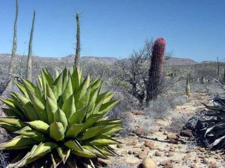 جريمة بدم بارد .. أم تترك طفلتها المريضة في الصحراء لتموت!
