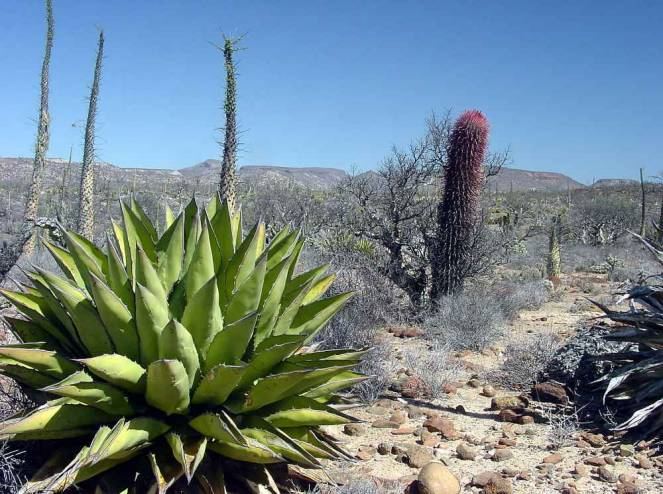 جريمة بدم بارد .. أم تترك طفلتها المريضة في الصحراء لتموت!