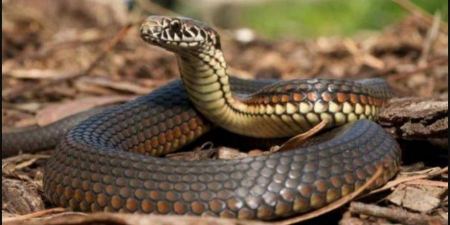 الثعابين في فلسطين.. أعراق لا تسر الناظرين