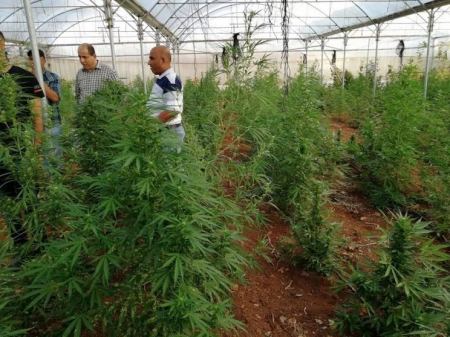 بعد الخليل.. ضبط آلاف أشتال الماريجوانا في جنين