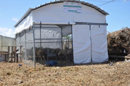 العمل الزراعي بغزة ينتهي من انشاء 166 حظيرة أغنام