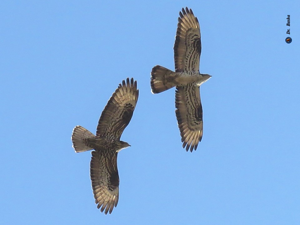حوام العسل يزور جبال رابا خلال الهجرة الخريفية
