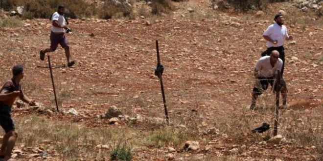مستوطنون يعتدون على رعاة الماشية ويقطعون أشجار زيتون بمسافر يطا جنوب الخليل