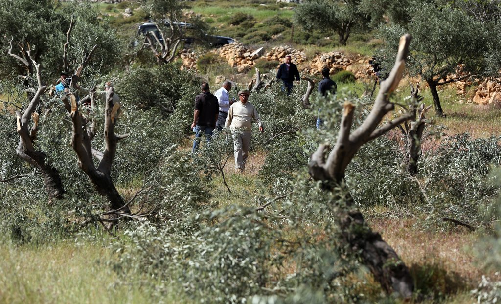 الاحتلال يجبر قاطفي الزيتون غرب سلفيت على مغادرة أراضيهم