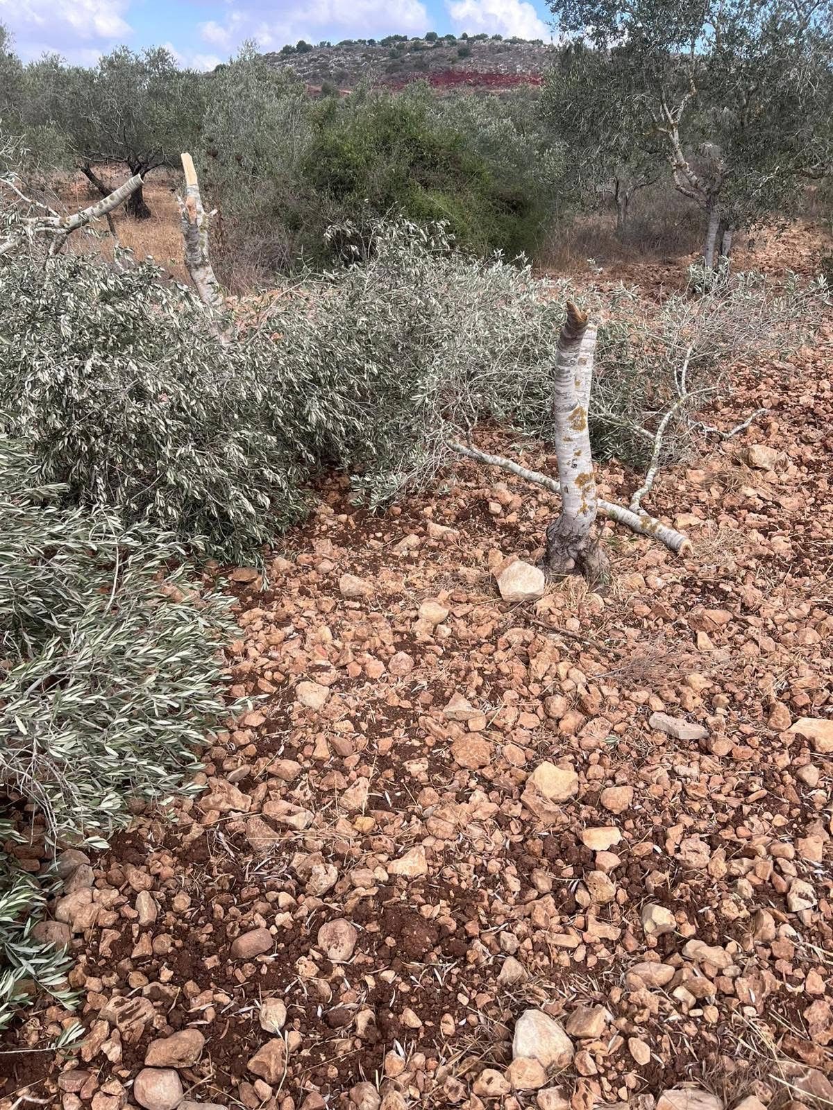 مستعمرون يقطعون نحو 300 شجرة زيتون في سهل ترمسعيا شمال رام الله