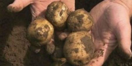 وفاة اسرة باكملها بسبب خطأ من الام .. احذروا البطاطا