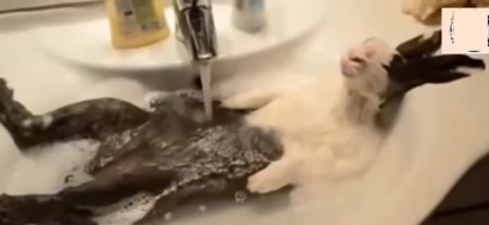 هل تعلم ماذا يحدث عند وضع أرنب على ظهره؟!