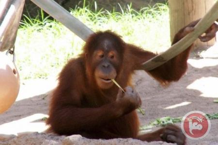 منزل بمليون دولار لقردين في القدس ..تابع التفاصيل 