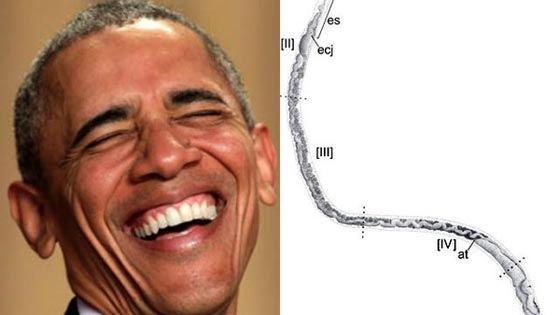 العلم يحول باراك اوباما الى دوده .. تابع 