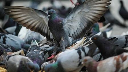 حقيقة عجيبة عن الحمام قد تصدمك