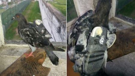  القبض على حمامة بتهمة التهريب