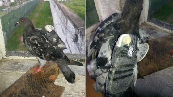 القبض على حمامة بتهمة التهريب