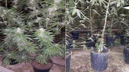 ضبط 100 شتلة ' حشيش ' بمشتل زراعي في جنين