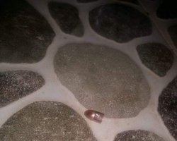 رصاصة طائشة كادت أن تصيب أفراد عائلة في بلدة السيلة الحارثية غرب جنين