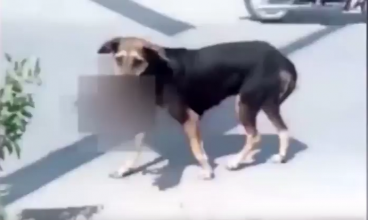 كلبة تحمل رضيعا بين فكيها وتتجول بالشوارع،، تابع التفاصيل 