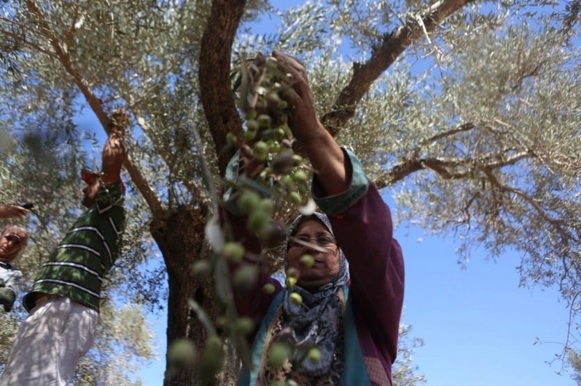 تحديد موعد بدء قطف الزيتون