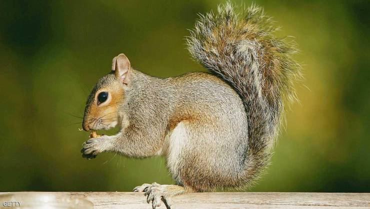 السناجب تتشابه مع البشر في 'صفة واحدة