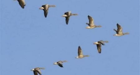 مرج صانور جنوب جنين يعود كموقع مهم لتكاثر الطيور