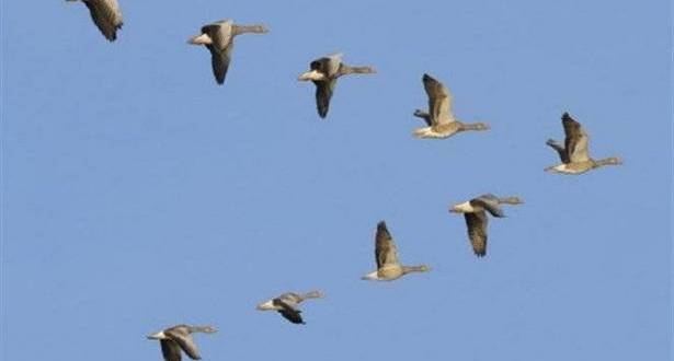 مرج صانور جنوب جنين يعود كموقع مهم لتكاثر الطيور