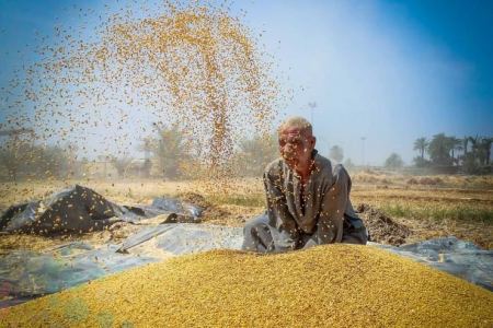  مصر تستورد قمحاً مخلوطاً بالمخدرات