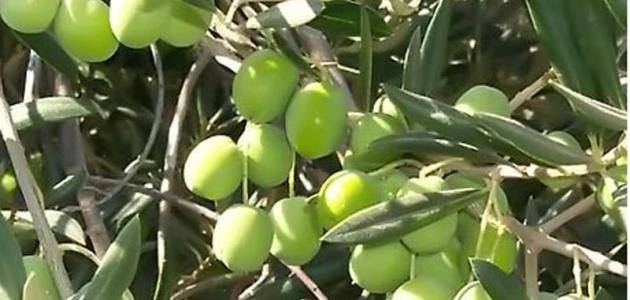 حكم محلي جنين يعلن عن موعد قطف الزيتون للهيئات المحلية في جنين