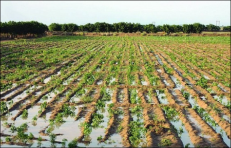 في جنين: ضبطوه يسقي مزروعاته بالمجاري.. وهذه عقوبته!