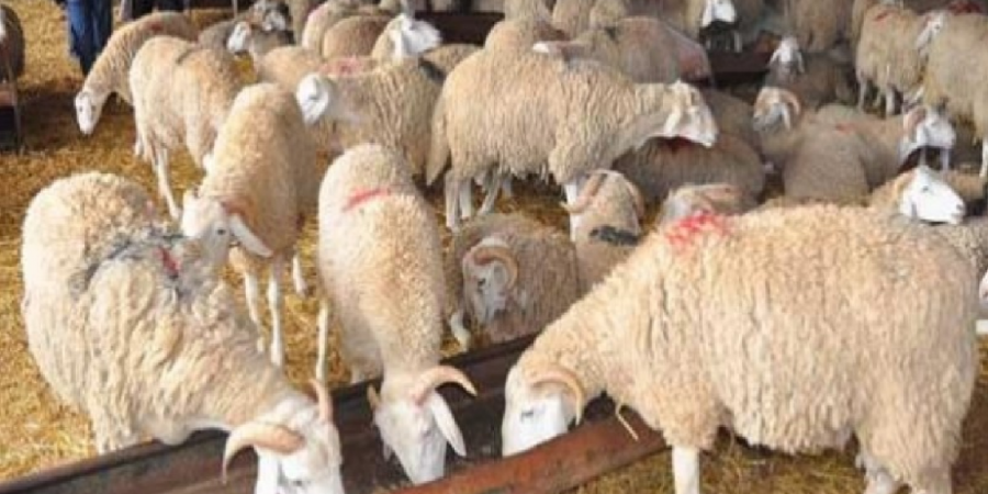 اضحية تتسبب بطلاق زوجين في عمّان