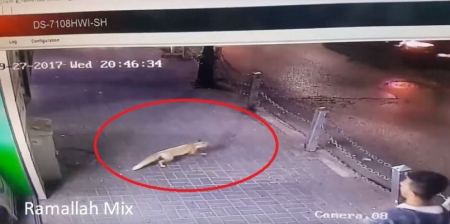 شاهد بالفيديو : ثعلب يقتحم احد المحلات التجارية في شارع ركب وسط رام الله