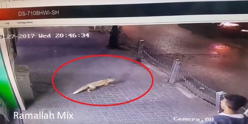 شاهد بالفيديو : ثعلب يقتحم احد المحلات التجارية في شارع ركب وسط رام الله