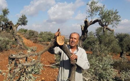 مستوطنون يعدمون 43 شجرة زيتون جنوب نابلس