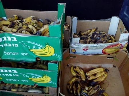 ضبط 200 كغم موز فاسد في جنين