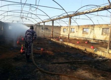 حريق يقتل 5 آلاف دجاجة في مزرعة بجنين