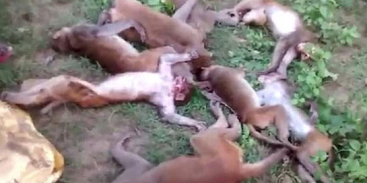 شاهد .. 12 قردا ماتوا بالسكتة القلبية، والسبب 