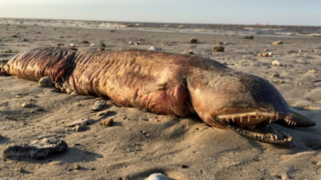  أخيراً.. التوصل لحقيقة 'مخلوق البحر الغامض' الذي ظهر بعد الإعصار