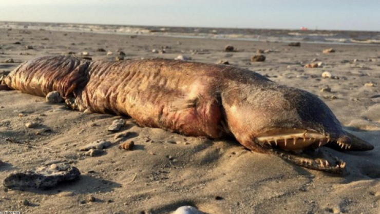  أخيراً.. التوصل لحقيقة 'مخلوق البحر الغامض' الذي ظهر بعد الإعصار